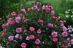 Sir Clough rose photo