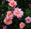 Pink Pillar rose photo