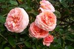 HORluscious rose photo
