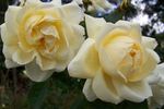 Countess of Wessex rose photo