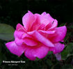 Princess Margaret Rose rose photo