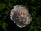 Yao Huang peony photo