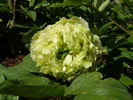 Dou Lu 斗陆 peony photo