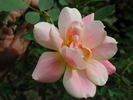 1-72-1DLFED2 rose photo
