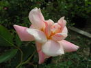 1-72-1DLFED2 rose photo