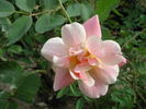 1-72-1DLFED2 rose photo