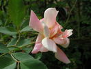 1-72-1DLFED2 rose photo