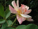 1-72-1DLFED2 rose photo
