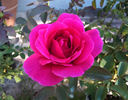 Catherine Nelson rose photo
