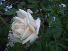 La Favorite rose photo