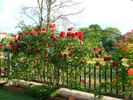 Asso di Cuori, Cl. rose photo