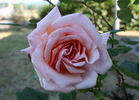 The Alexandra rose photo