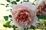 The Alexandra rose photo