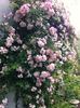 Newport Rambler rose photo