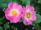 Flora McIvor rose photo