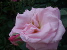 Basye's Myrrh-Scented Rose rose photo