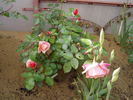 Indira rose photo