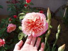 Indira rose photo