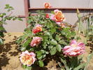 Indira rose photo
