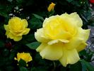 Anthony Meilland rose photo