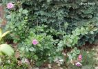 Blue Fairy rose photo