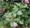 Blue Fairy rose photo