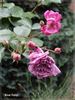 Blue Fairy rose photo