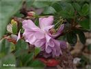 Blue Fairy rose photo