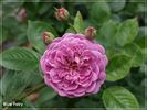 Blue Fairy rose photo