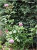 Blue Fairy rose photo