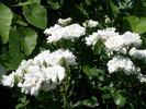 Carte Blanche ® rose photo