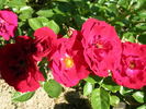 Red Hat Lady rose photo