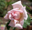 Madame Raymond Poincaré rose photo