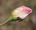 Madame Raymond Poincaré rose photo