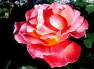 Apogée ® rose photo