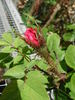 Jerry Rugosa 44 Stripe rose photo