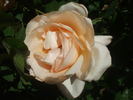 Lorenzo Pahissa rose photo