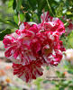 Peppermint Delight rose photo
