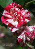 Peppermint Delight rose photo