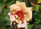 Persian Peach rose photo