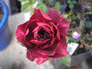 Fiesta Ruby rose photo
