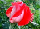 Scherzo ® rose photo