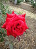 Corsaire rose photo