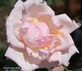 Madame Raymond Poincaré rose photo