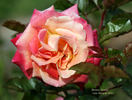 Bronze Sunset rose photo