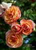 Crackling Fire ™ rose photo