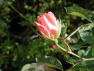 1-72-1DLFED2 rose photo