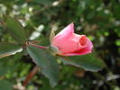 1-72-1DLFED2 rose photo