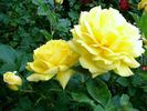 Coucou rose photo