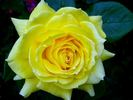 Coucou rose photo
